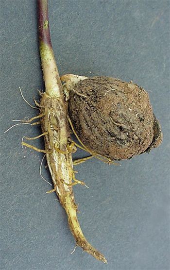 Black Walnut, Juglans nigra, root