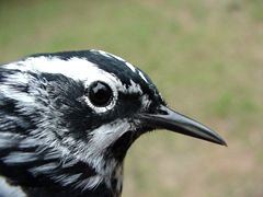Black-and-white Warbler, male