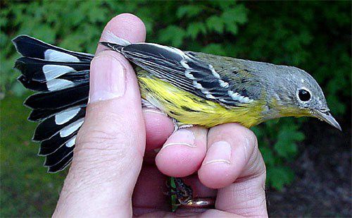 Welcome Warblers: The Sometimes Confusing Fall Wood Warblers
